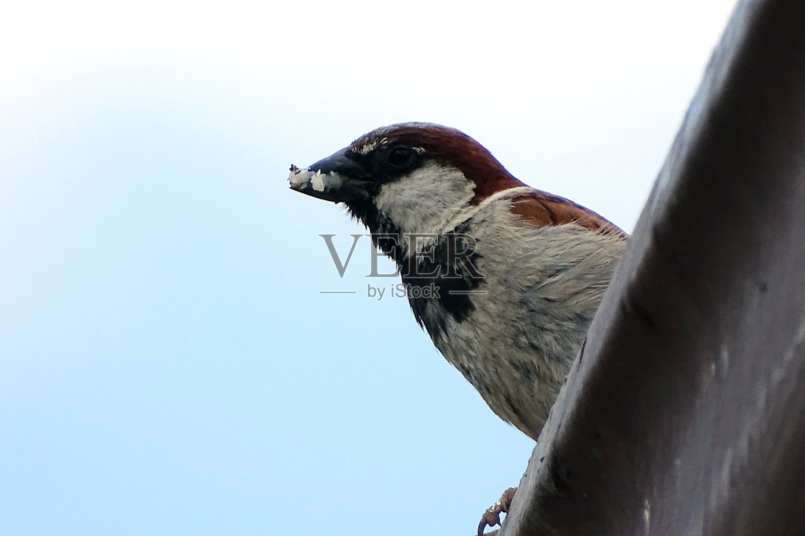 麻雀嘴里衔着诱饵，麻雀站在屋顶上照片摄影图片