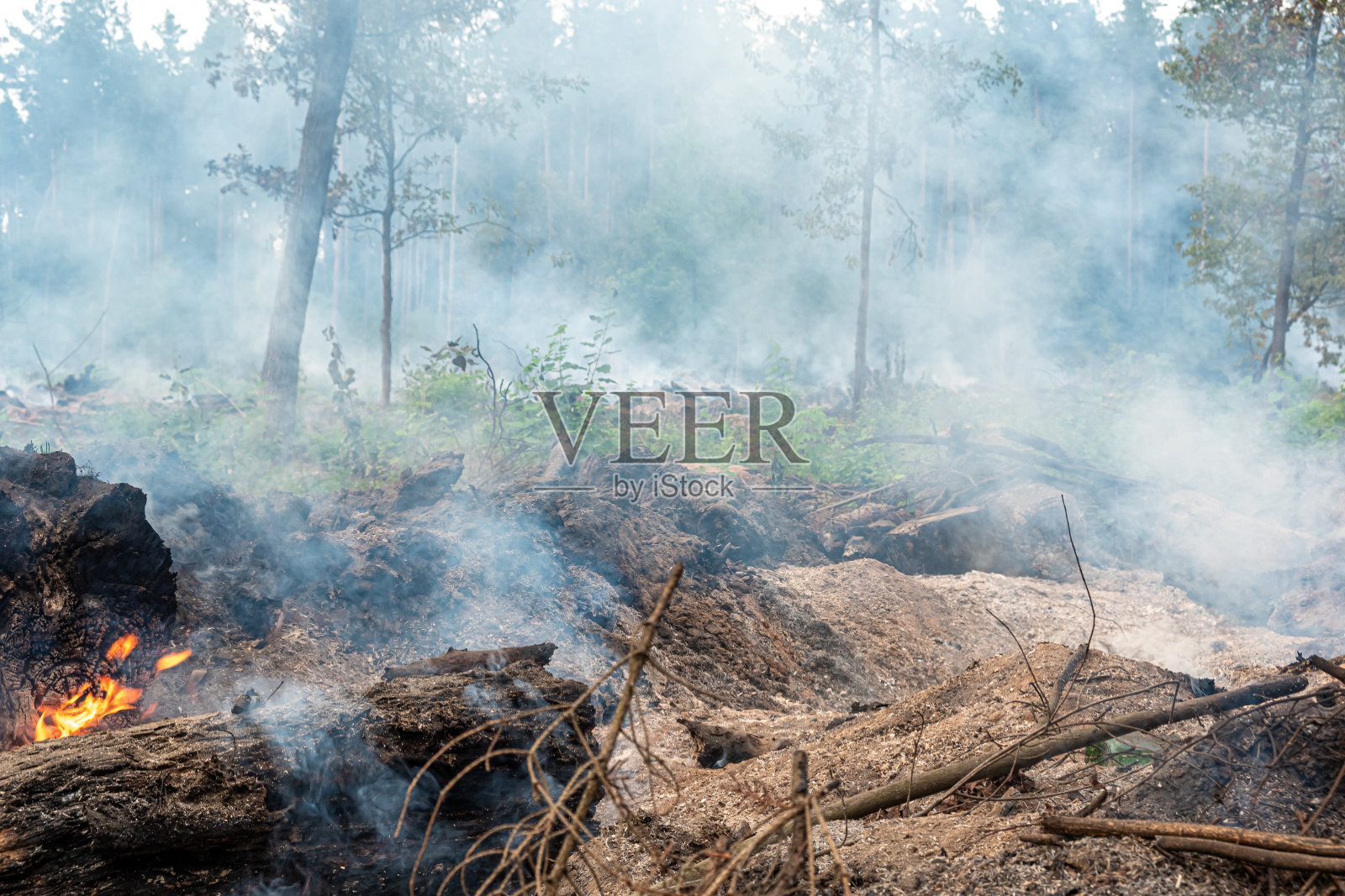 烧焦的树木煤炭上的火焰与烟雾：森林火灾照片摄影图片