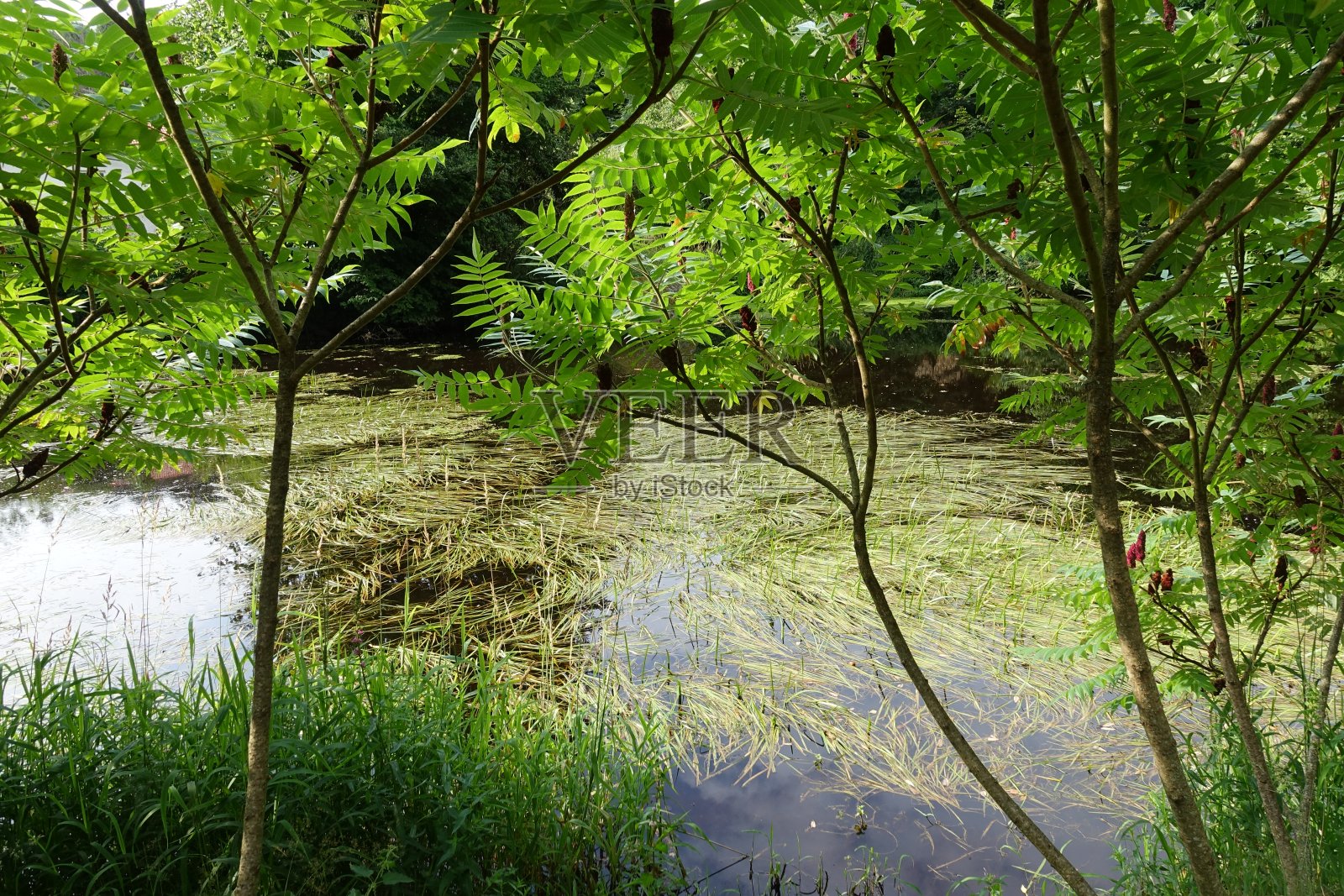 长着高草的沼泽地，夏季，法国照片摄影图片