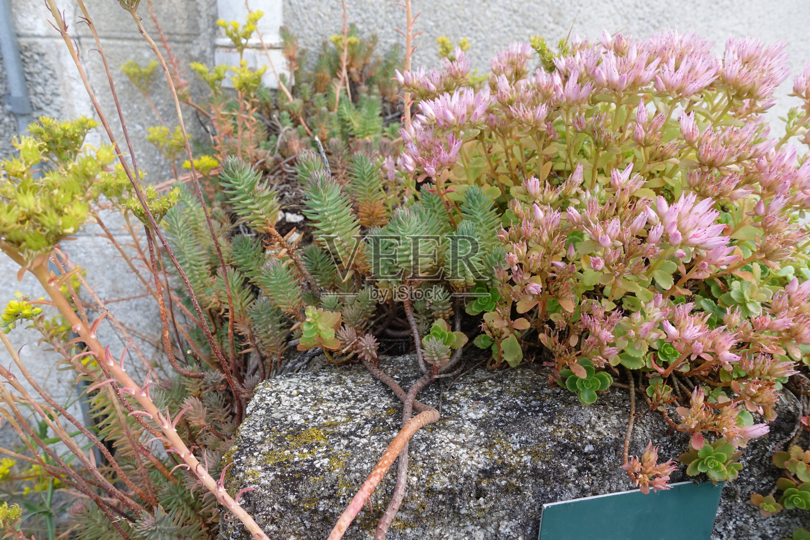花岗石假山上的多肉植物多一年生多肉植物夏季街头室外拍摄照片摄影图片