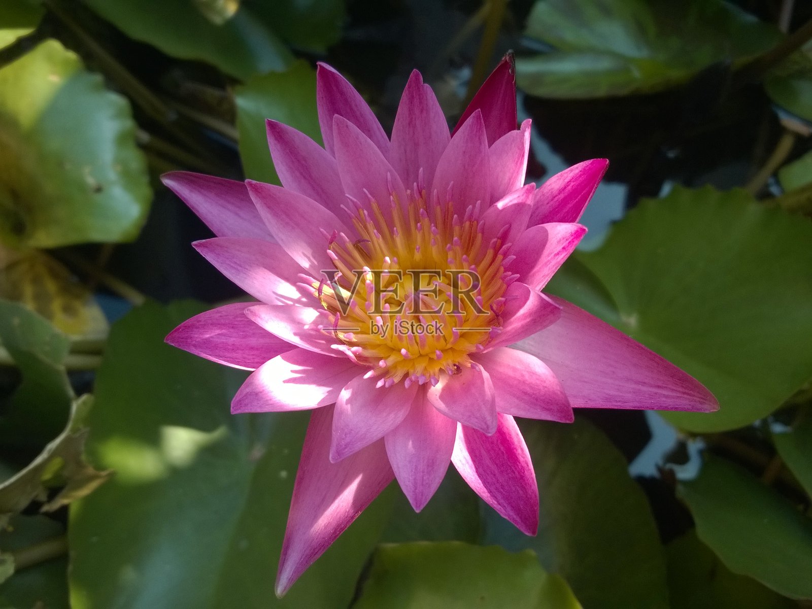 自然光线下的粉色莲花。照片摄影图片