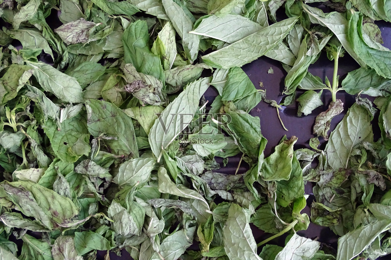 干燥薄荷，在阳光下干燥薄荷，干燥薄荷，干燥健康薄荷，干燥薄荷，在家干燥薄荷，照片摄影图片