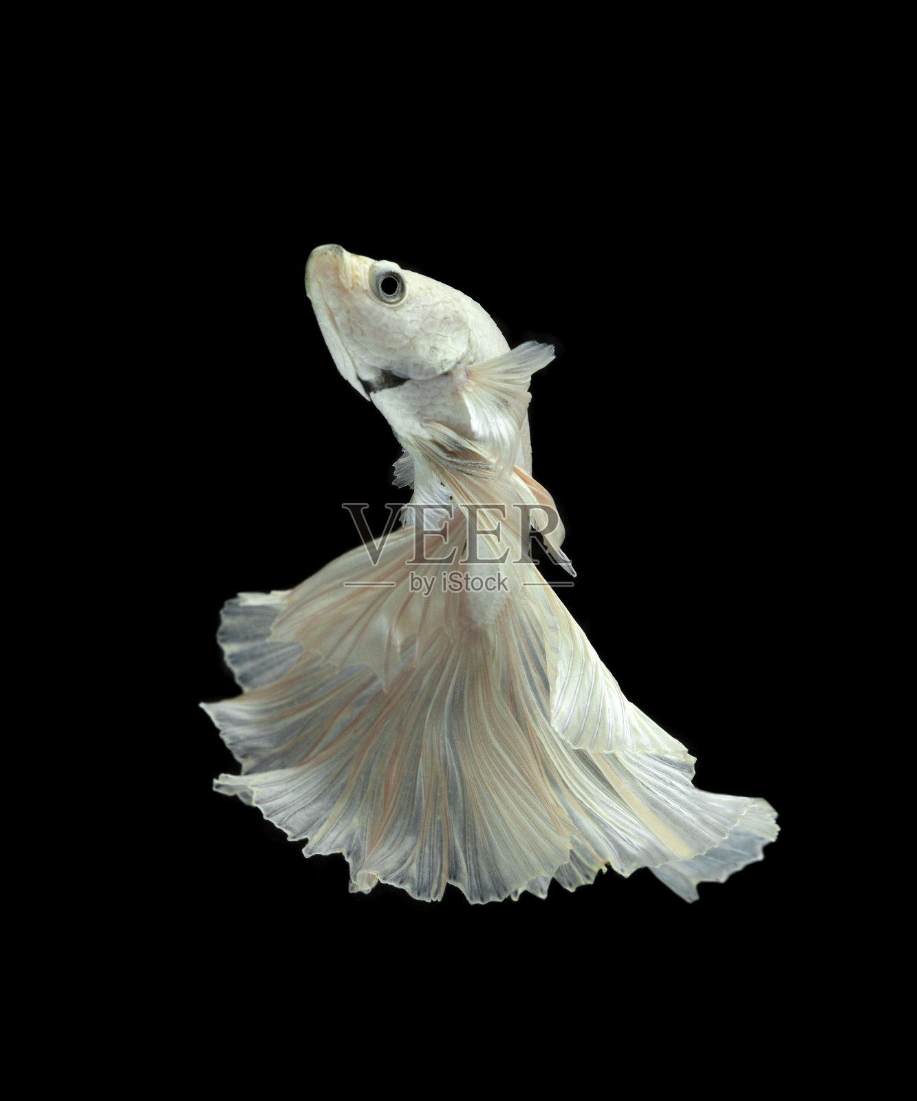 黑色背景上的白色斗鱼。照片摄影图片