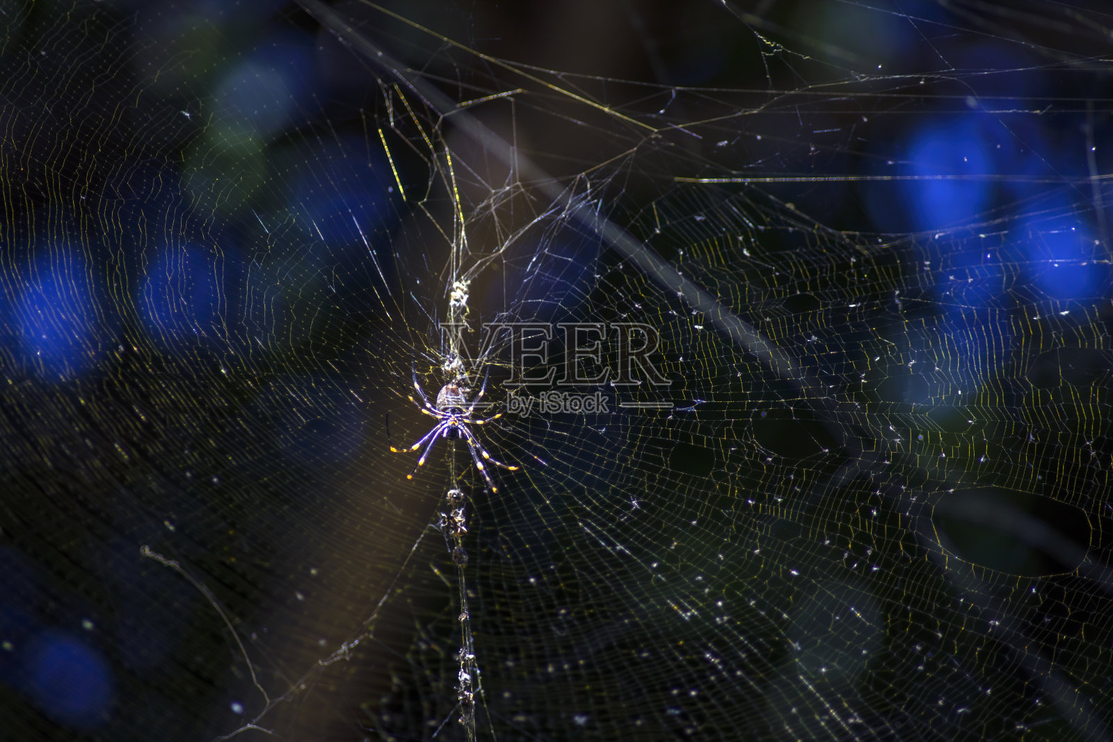 结网的圆蛛(蜘蛛科)，阳光能使蛛网上的蛛丝突出照片摄影图片