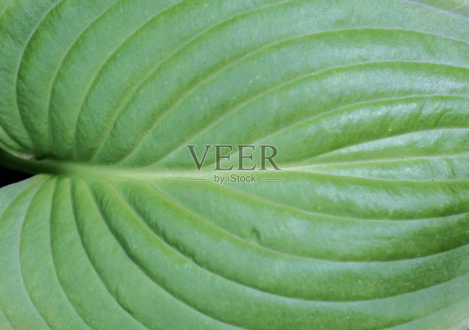 背景来自大叶子。照片摄影图片