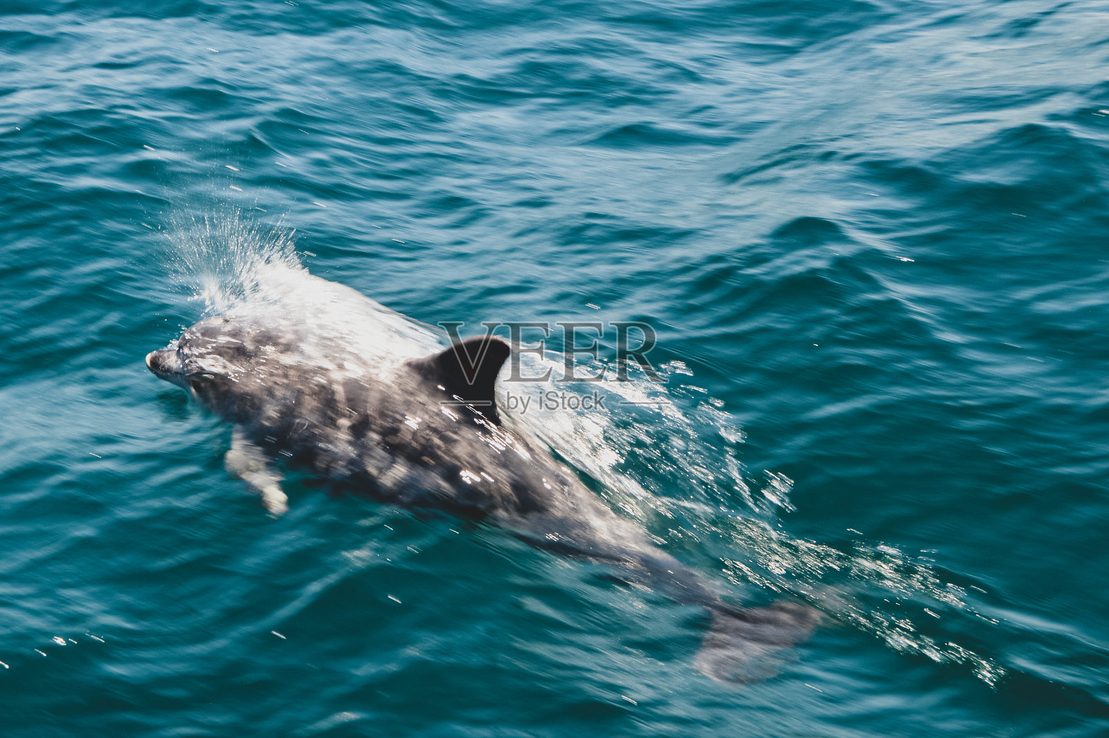 海豚在蓝色的水中跳跃照片摄影图片