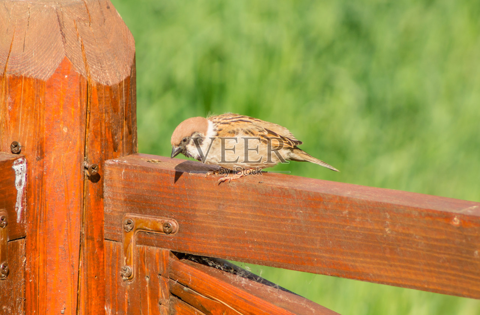 一只公麻雀坐在木栏杆上。照片摄影图片