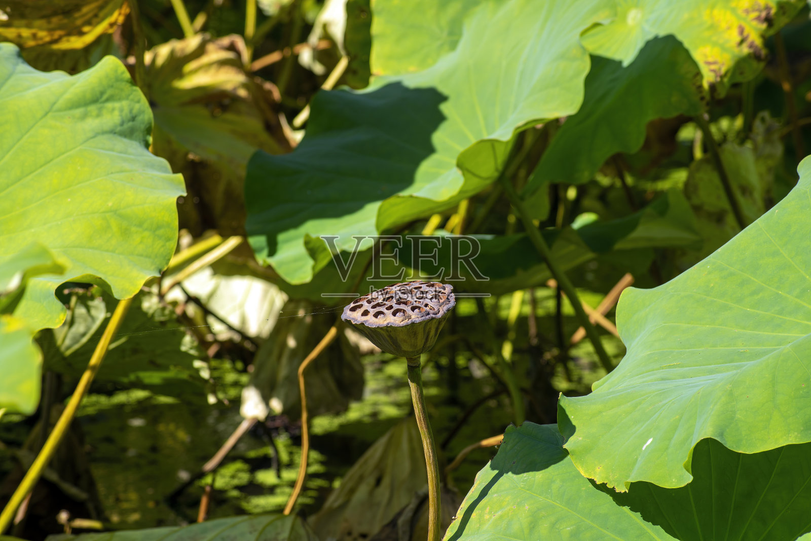 神圣莲花(莲子)的干果杯的秋天景象照片摄影图片