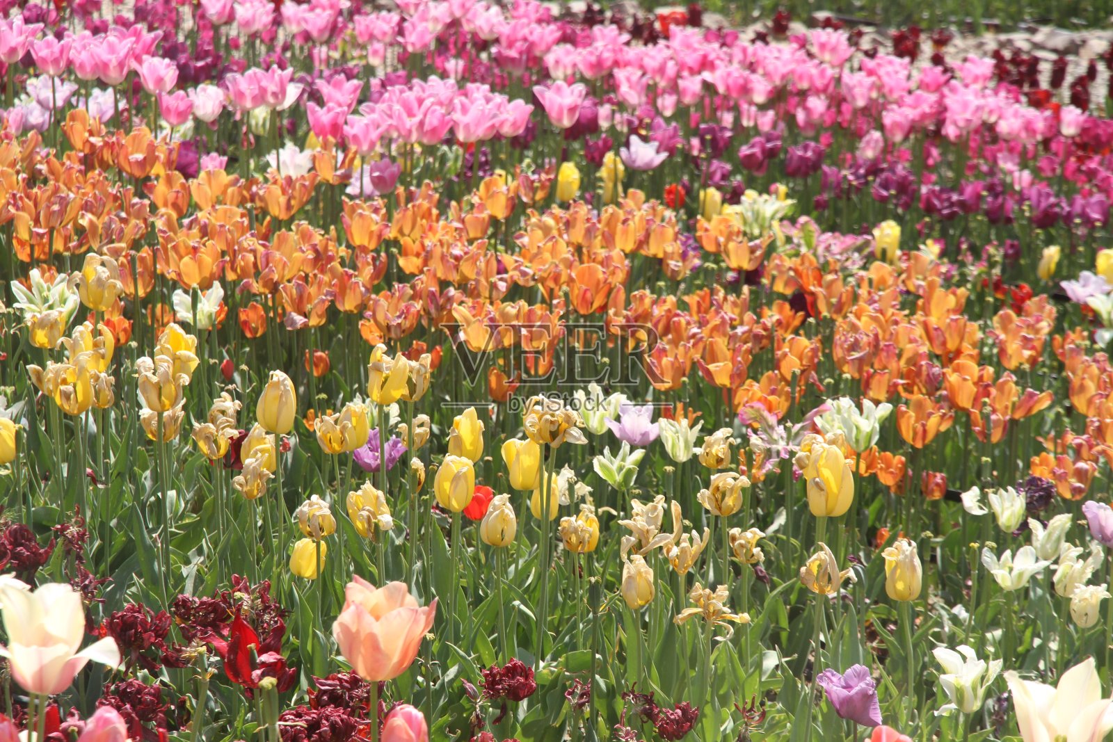 郁金香花照片摄影图片