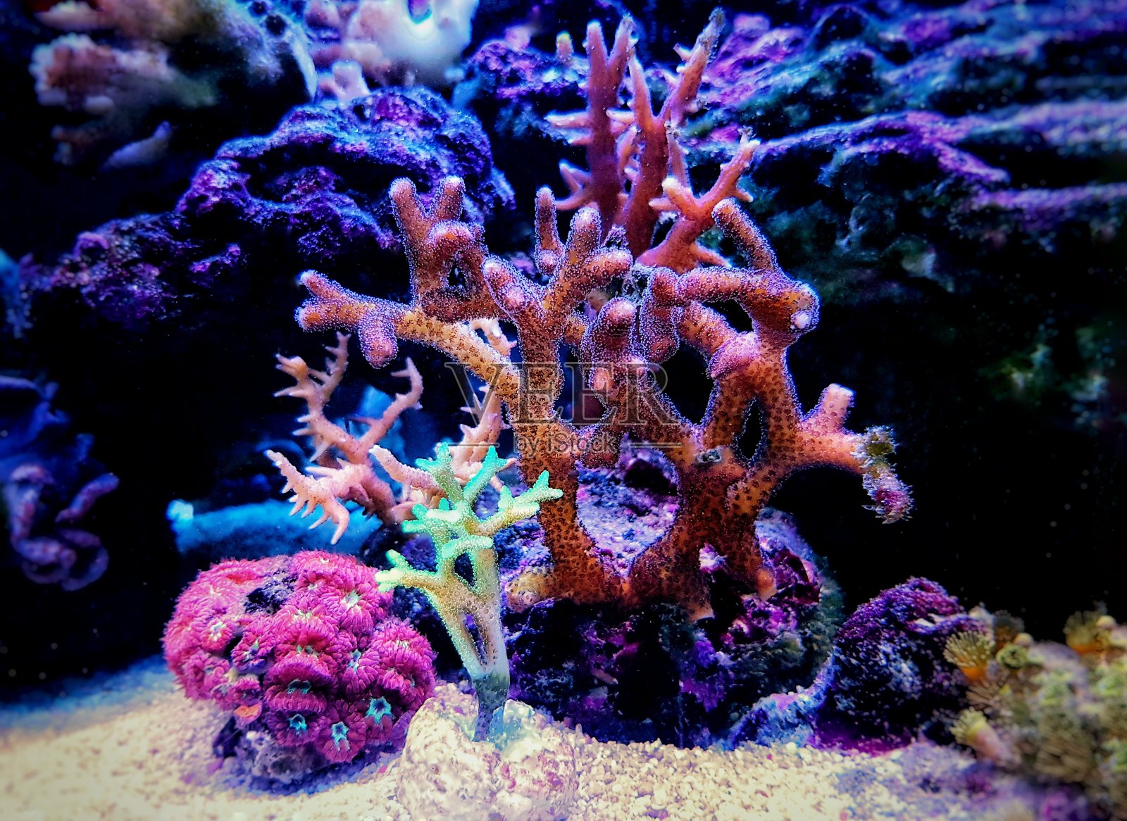 燕窝彩珊瑚-珠藻属(珠藻科)照片摄影图片