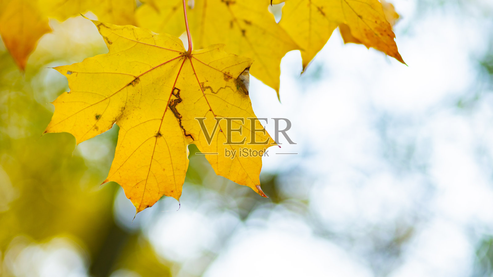 金秋的概念。秋天的背景是黄色的枫叶。模糊的背景上泛黄的秋叶。本空间照片摄影图片