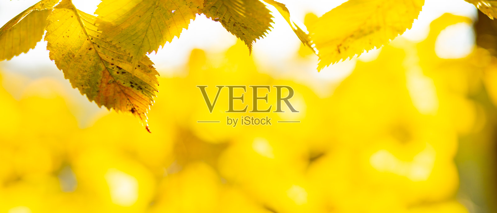 金秋的概念。秋天的背景是黄色的枫叶。模糊的背景上泛黄的秋叶。本空间照片摄影图片