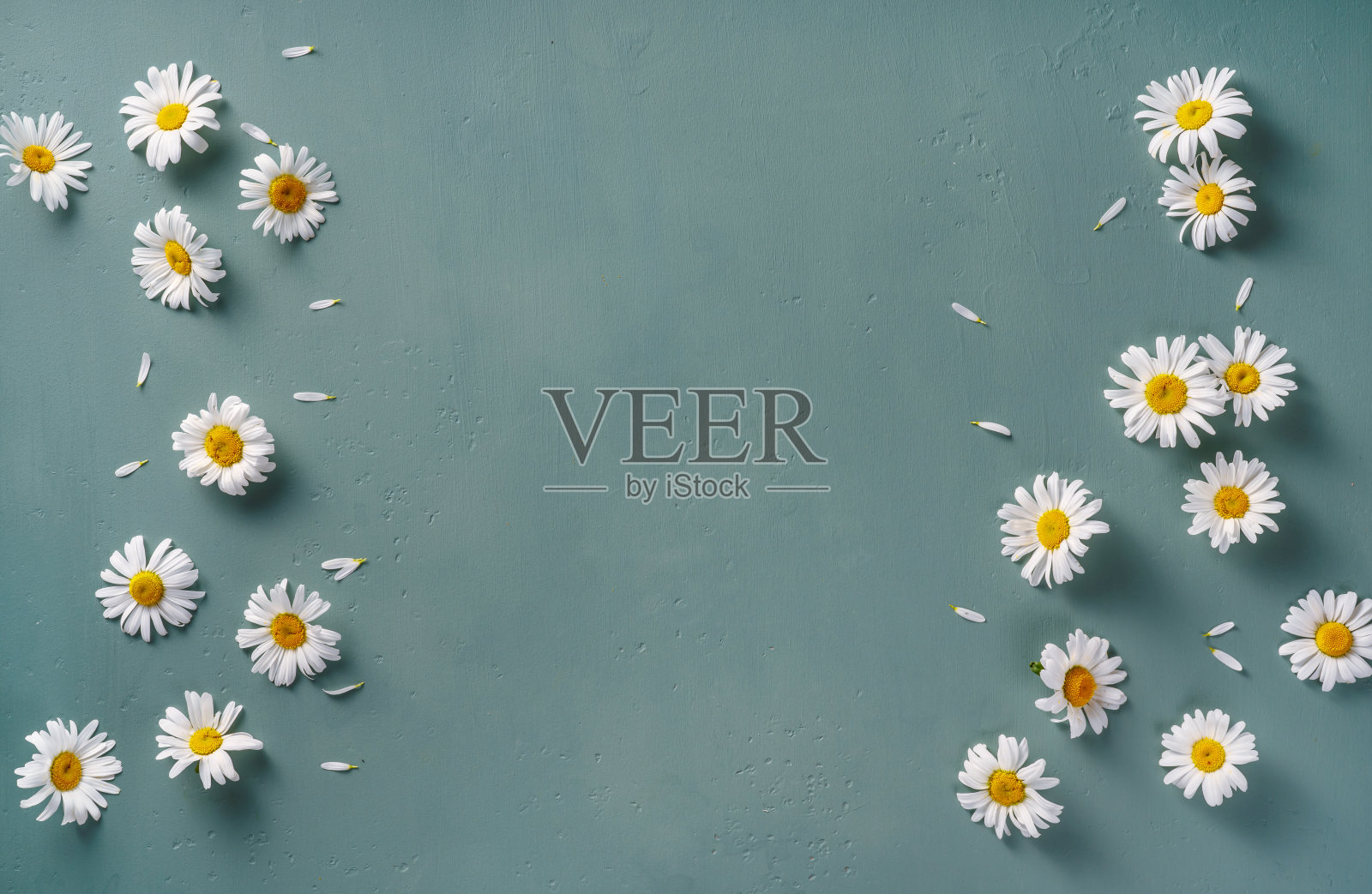 洋甘菊花在蓝色蓝绿色背景与复制空间。白色花朵的模型。几朵洋甘菊的俯视图。照片摄影图片