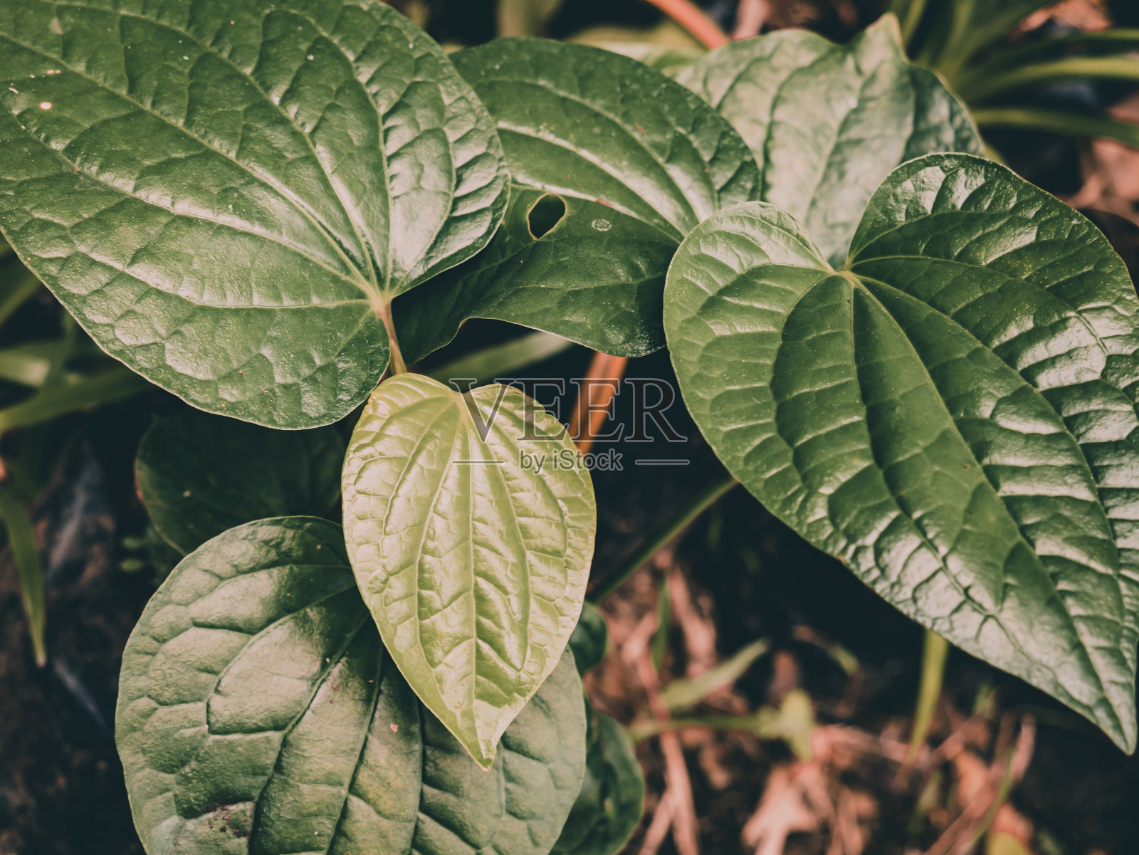 看起来像叶子纤维的槟榔叶，上面有一个洞，因为它被昆虫吃了照片摄影图片
