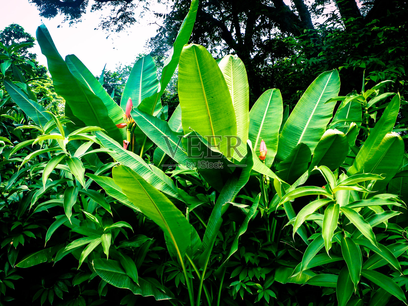 郁郁葱葱的绿色植被照片摄影图片