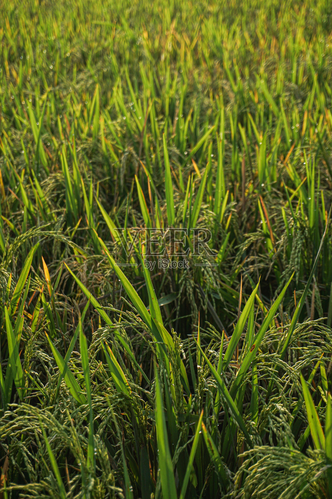 在早晨关闭稻田照片摄影图片