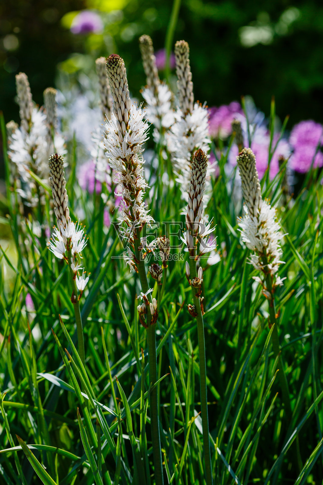 绿色背景上的白花(ASPHODELUS RAMOSUS O GAMON RAMIFICADO)照片摄影图片
