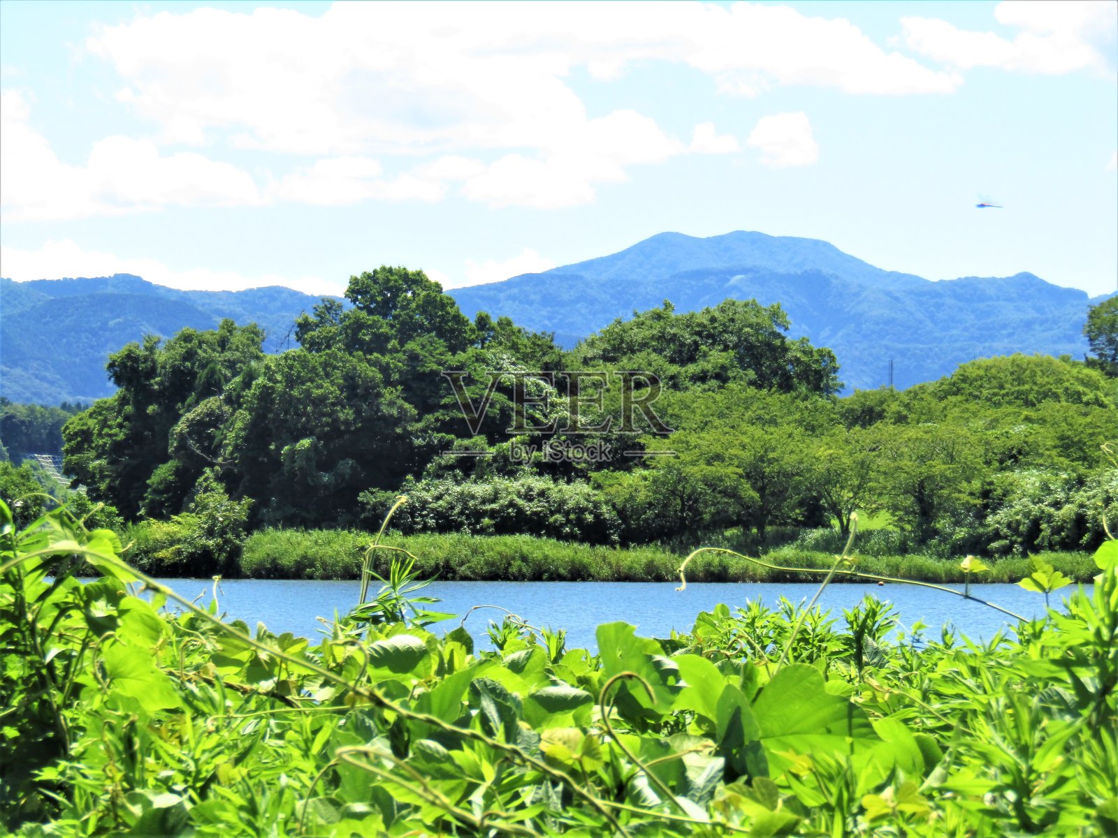 日本。8月。福井市青原市的北方湖。照片摄影图片