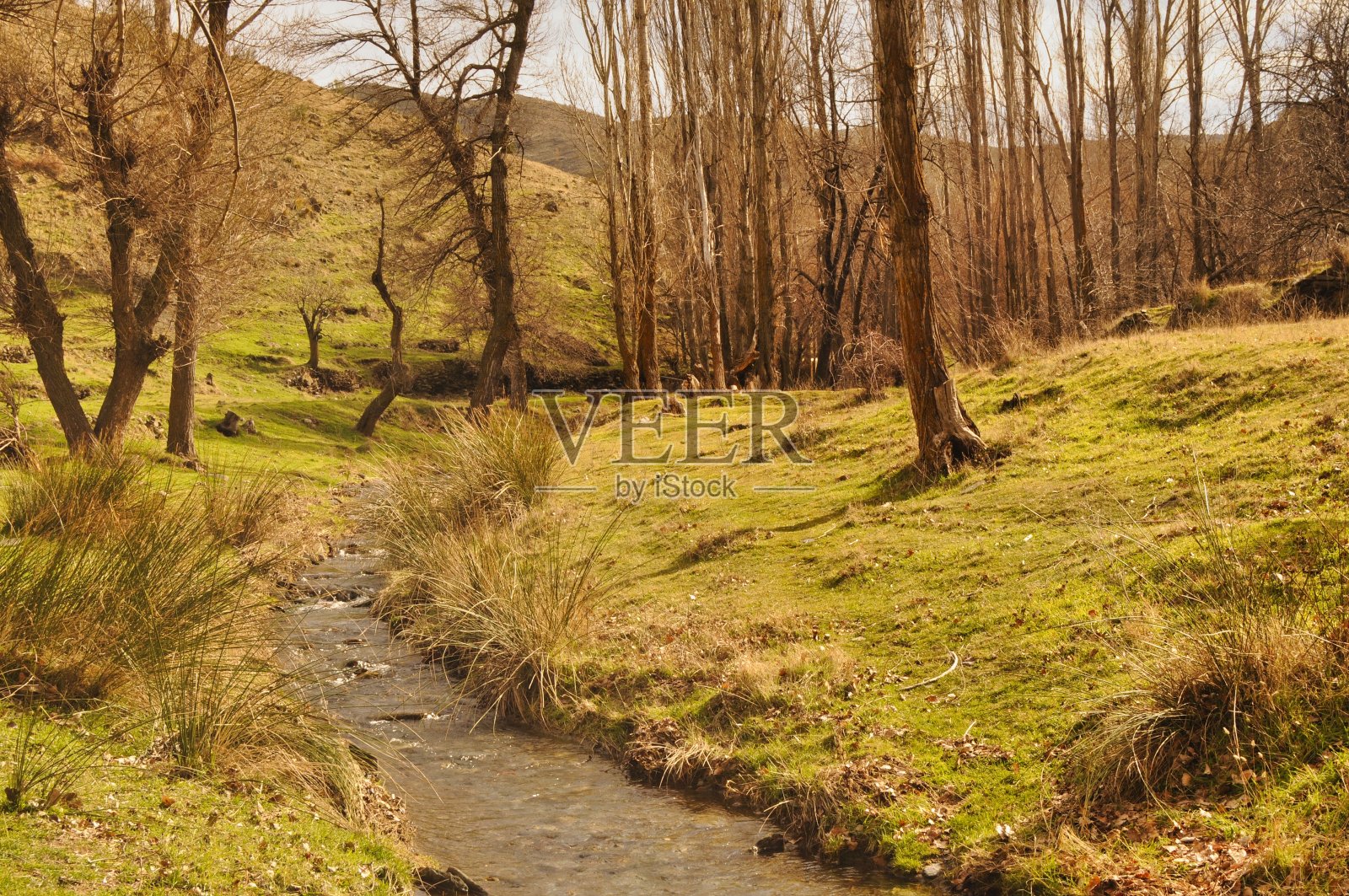 高山溪流，蜿蜒于林荫大道之间。照片摄影图片