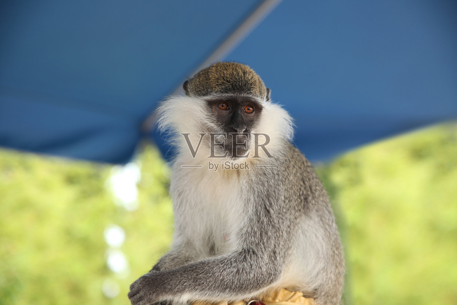 一只灰色猕猴的画像，它坐着看向别处照片摄影图片