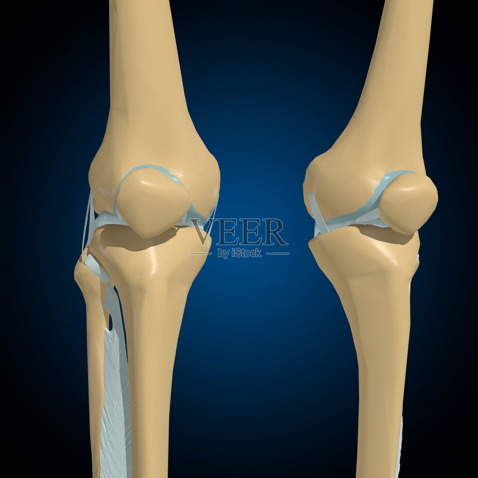 人体骨骼关节和韧带解剖医学概念3D照片摄影图片