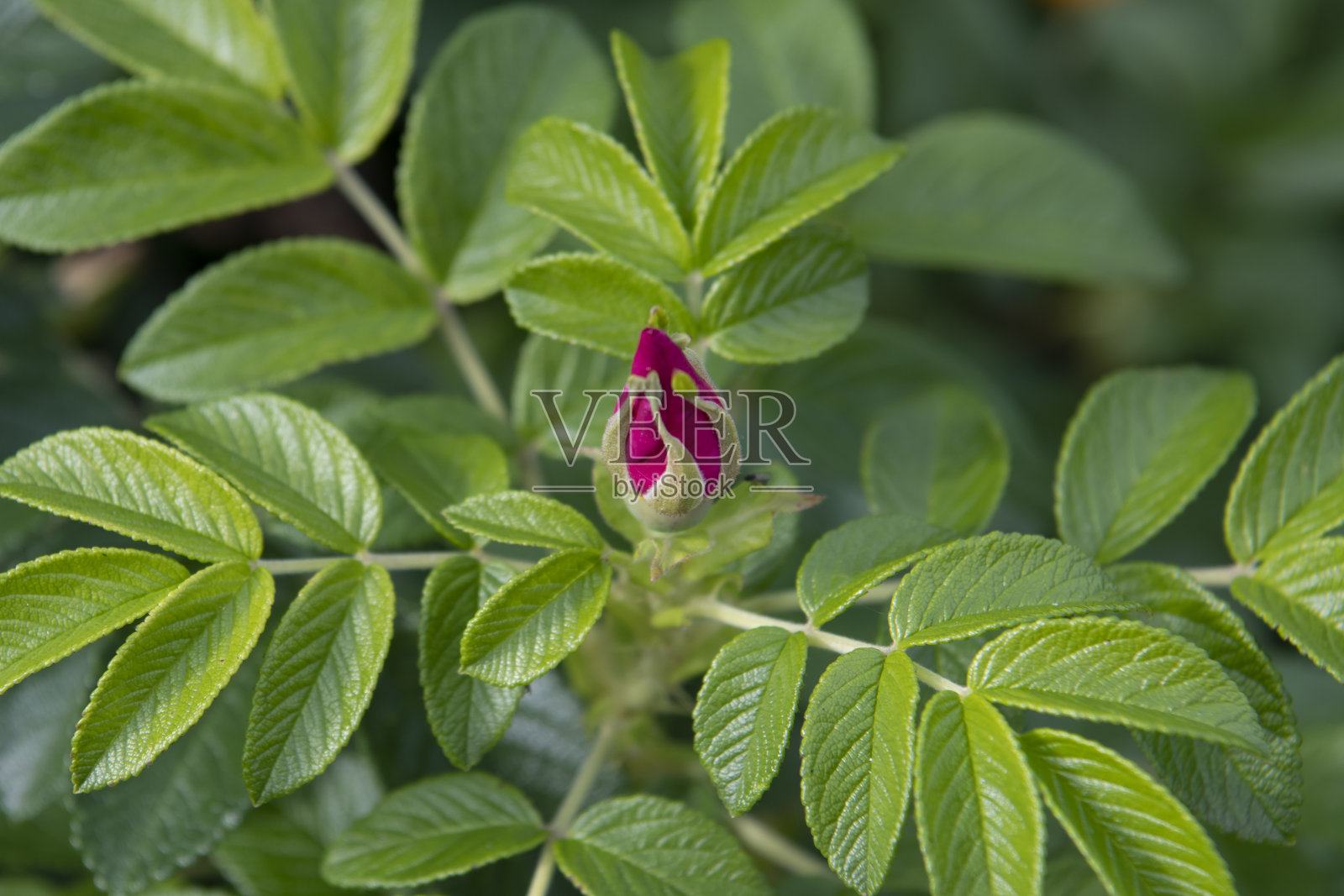 枝条上的花蕾和蔷薇花照片摄影图片