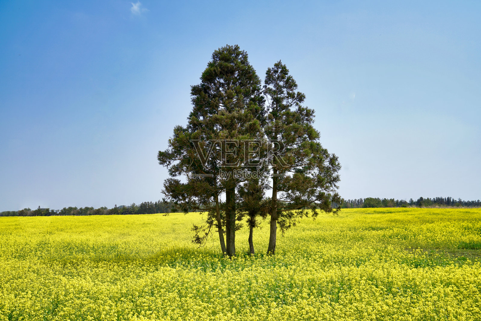 图为济州岛油菜花田中间的一棵树。照片摄影图片