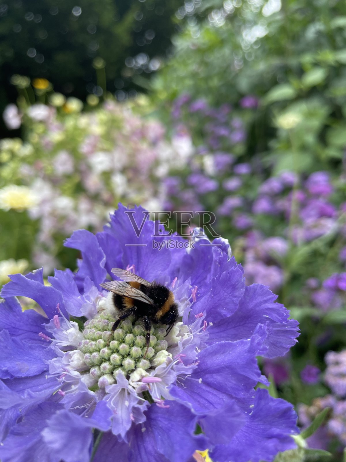 大黄蜂照片摄影图片