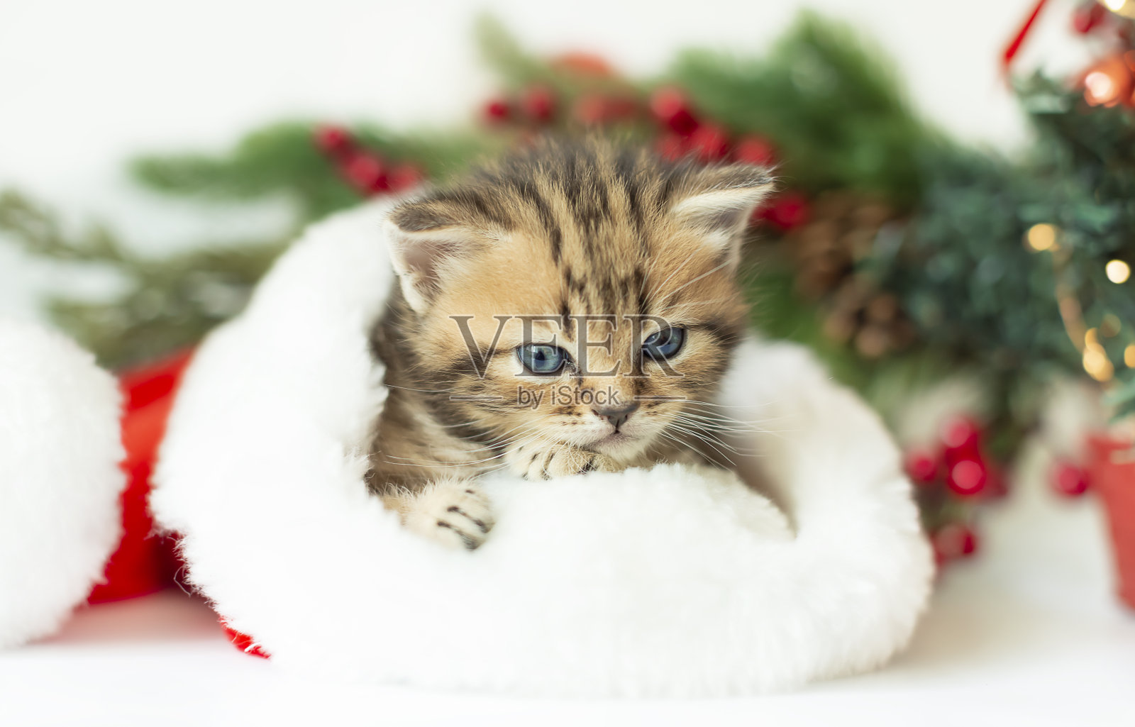 戴着圣诞老人帽子的可爱条纹小猫的肖像照片摄影图片