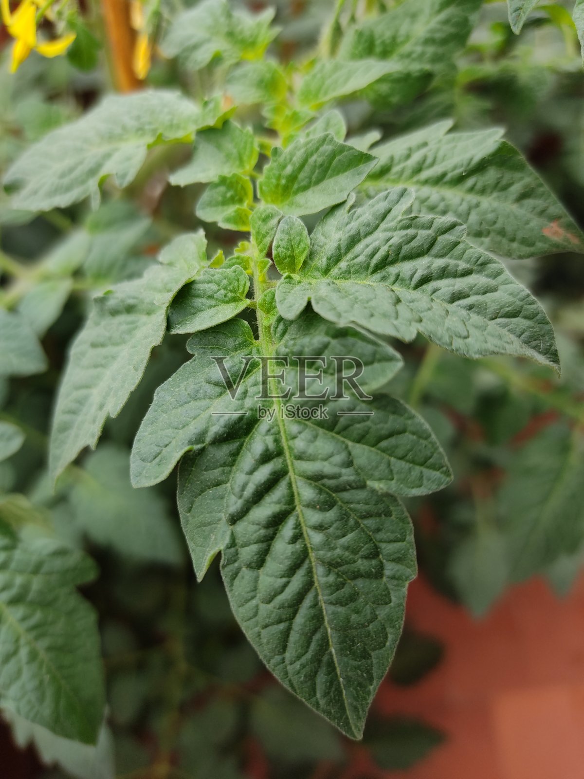 番茄叶照片摄影图片