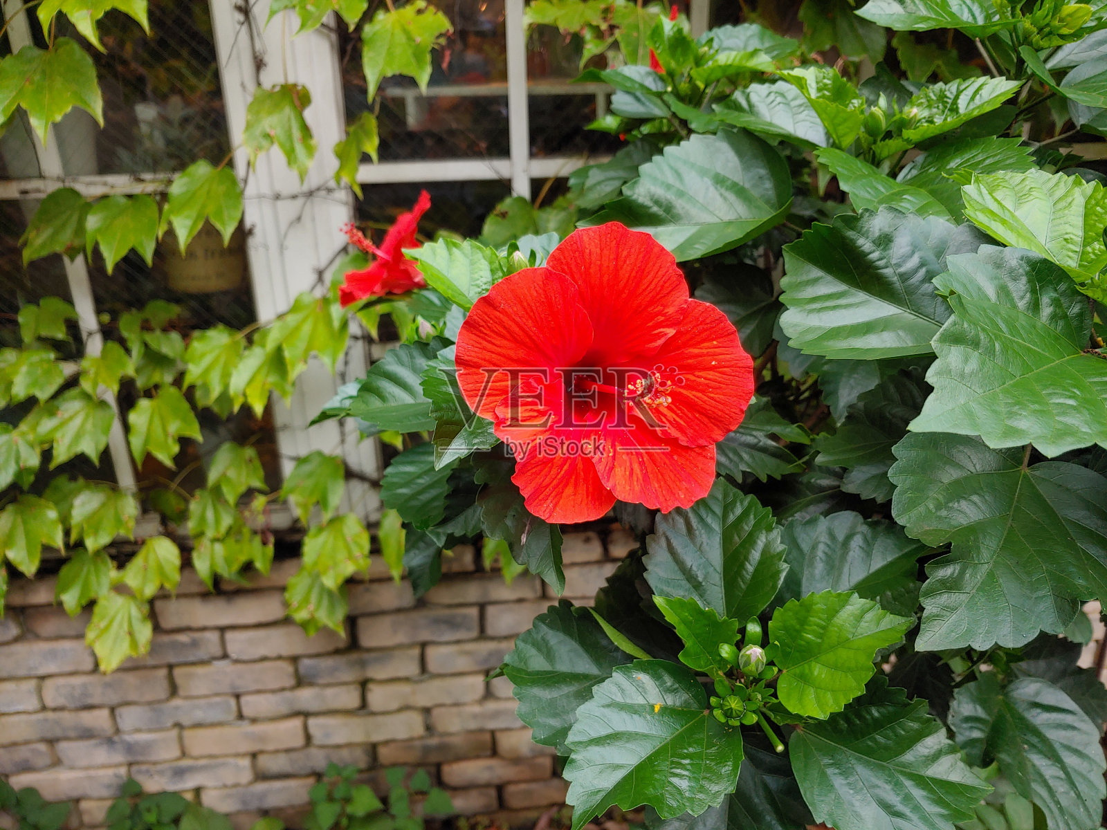 芙蓉照片摄影图片