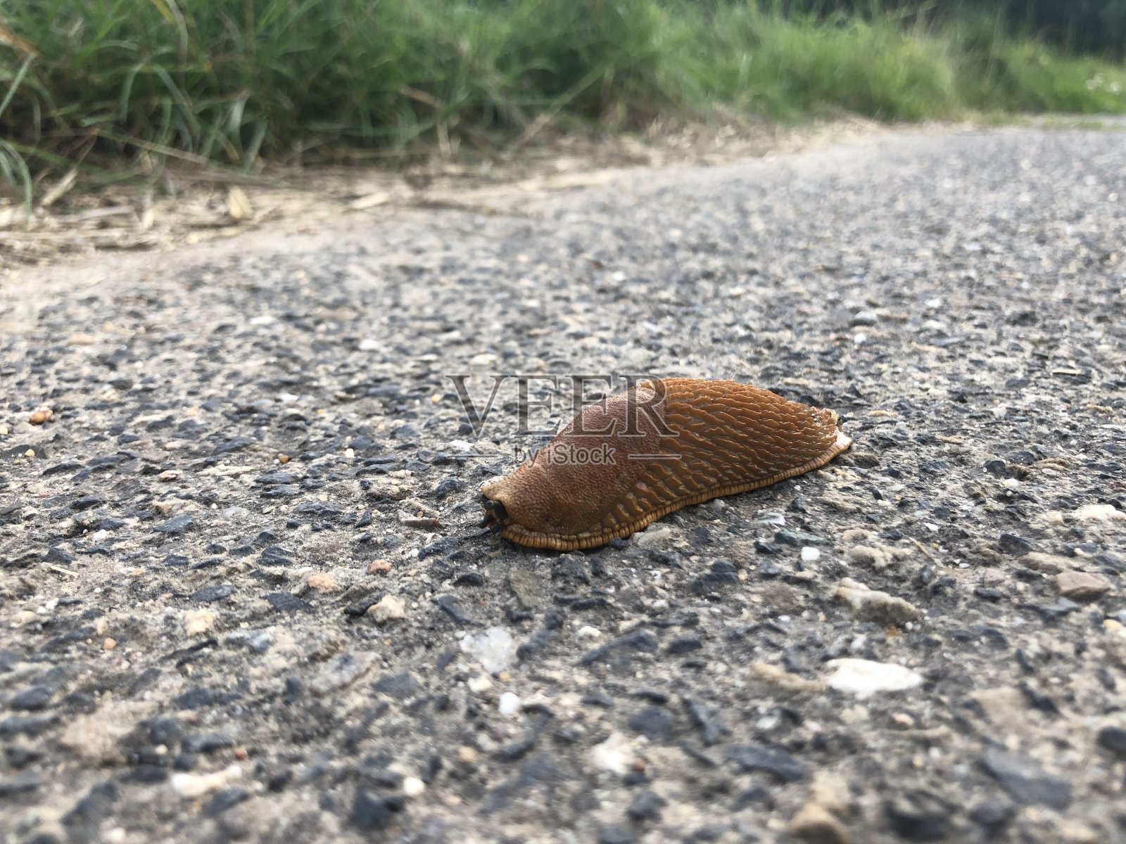 裸露在柏油路上照片摄影图片