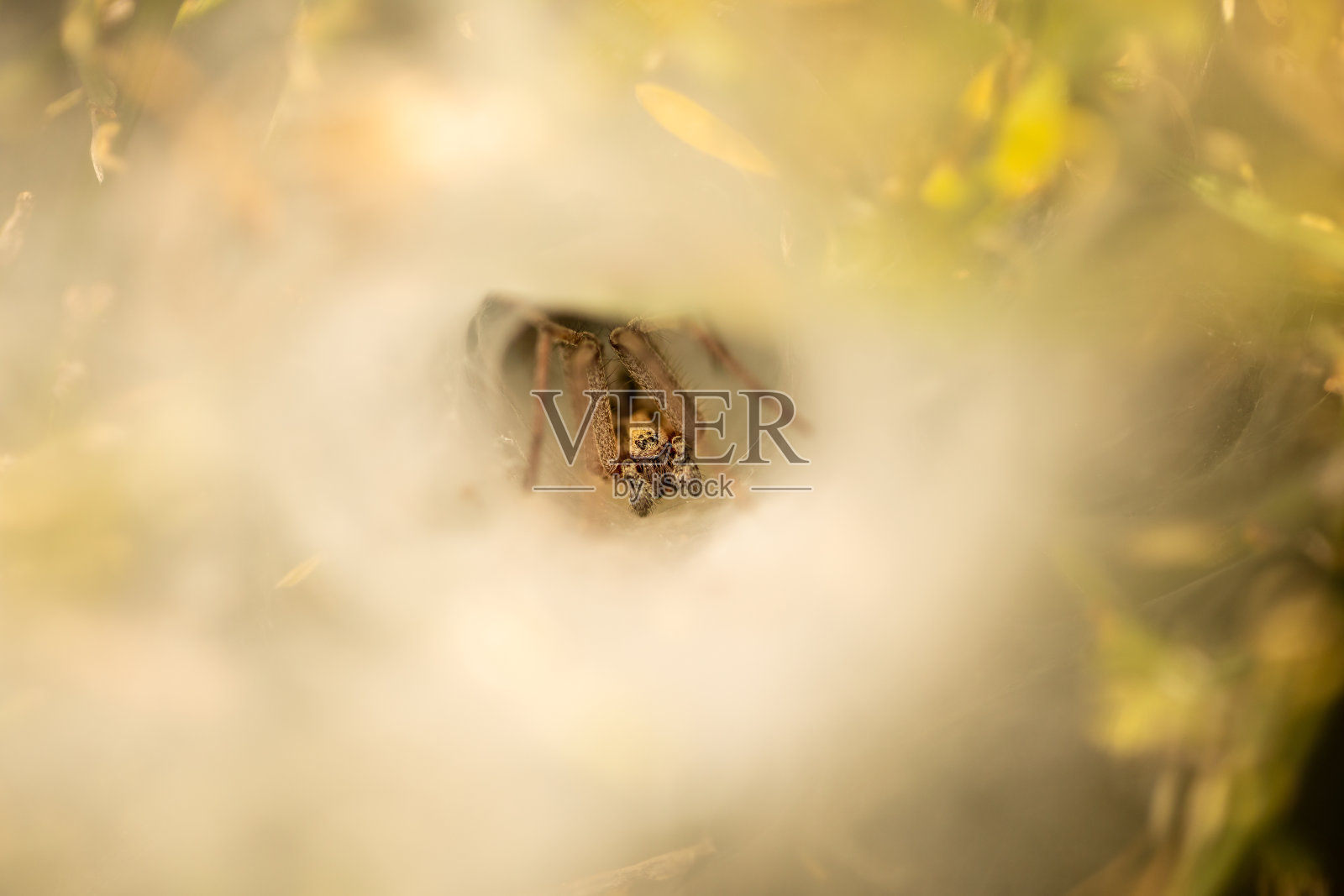 蜘蛛潜伏在你蜘蛛网的入口处照片摄影图片