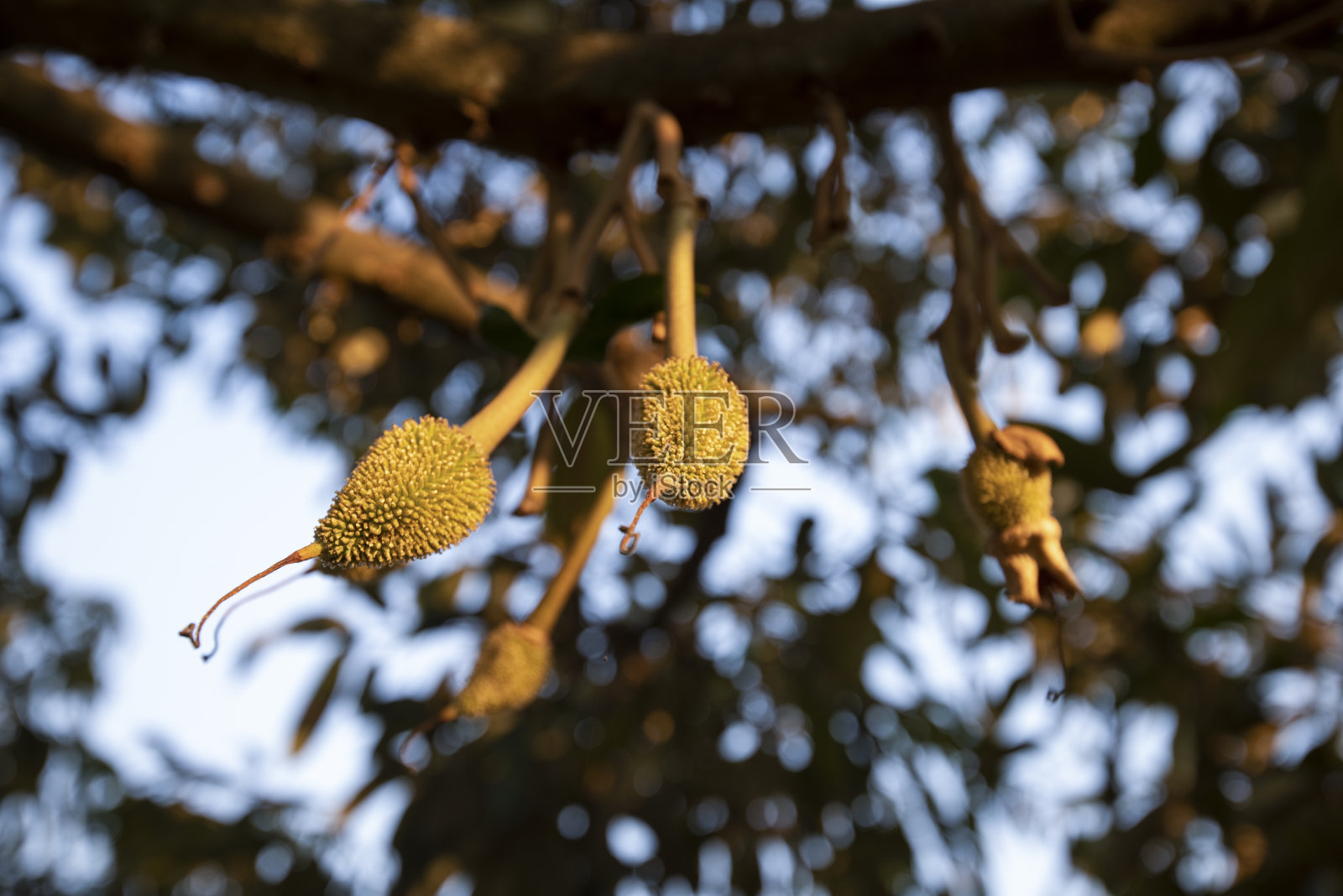 榴莲树以其独特的花朵和气味难闻的果实深受许多亚洲人的喜爱。现在是为了盈利而种植，取代了大型橡胶种植园照片摄影图片