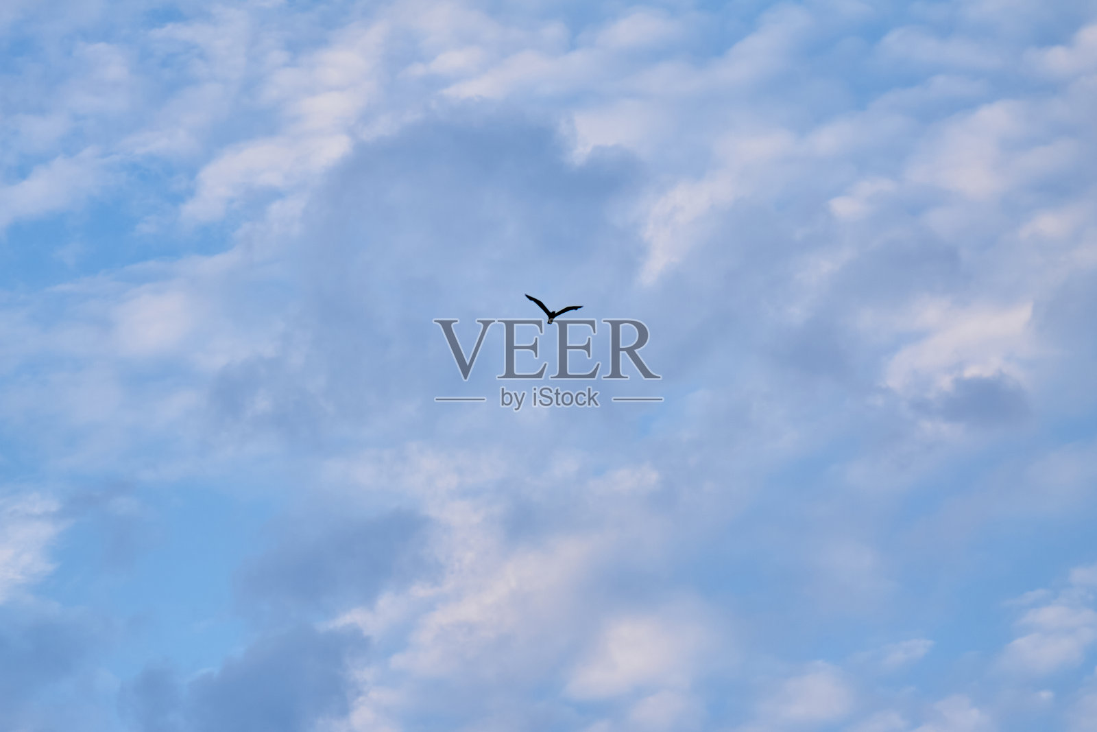 在空中飞翔的鸟照片摄影图片