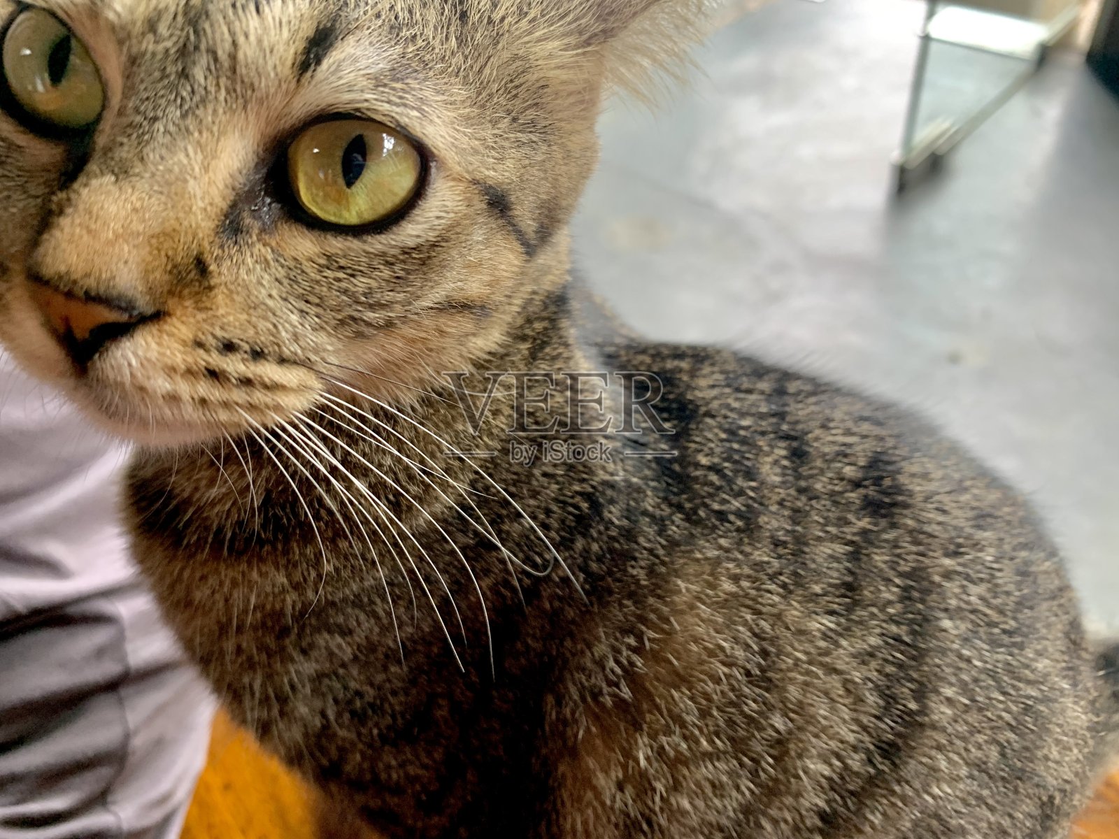 一只长着绿色眼睛的灰色毛皮猫照片摄影图片