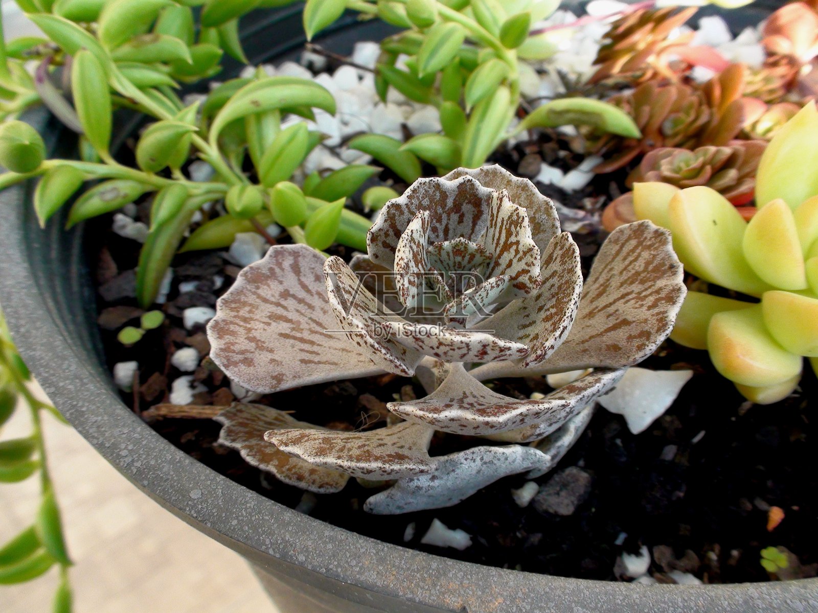 多汁的花卉植物照片摄影图片