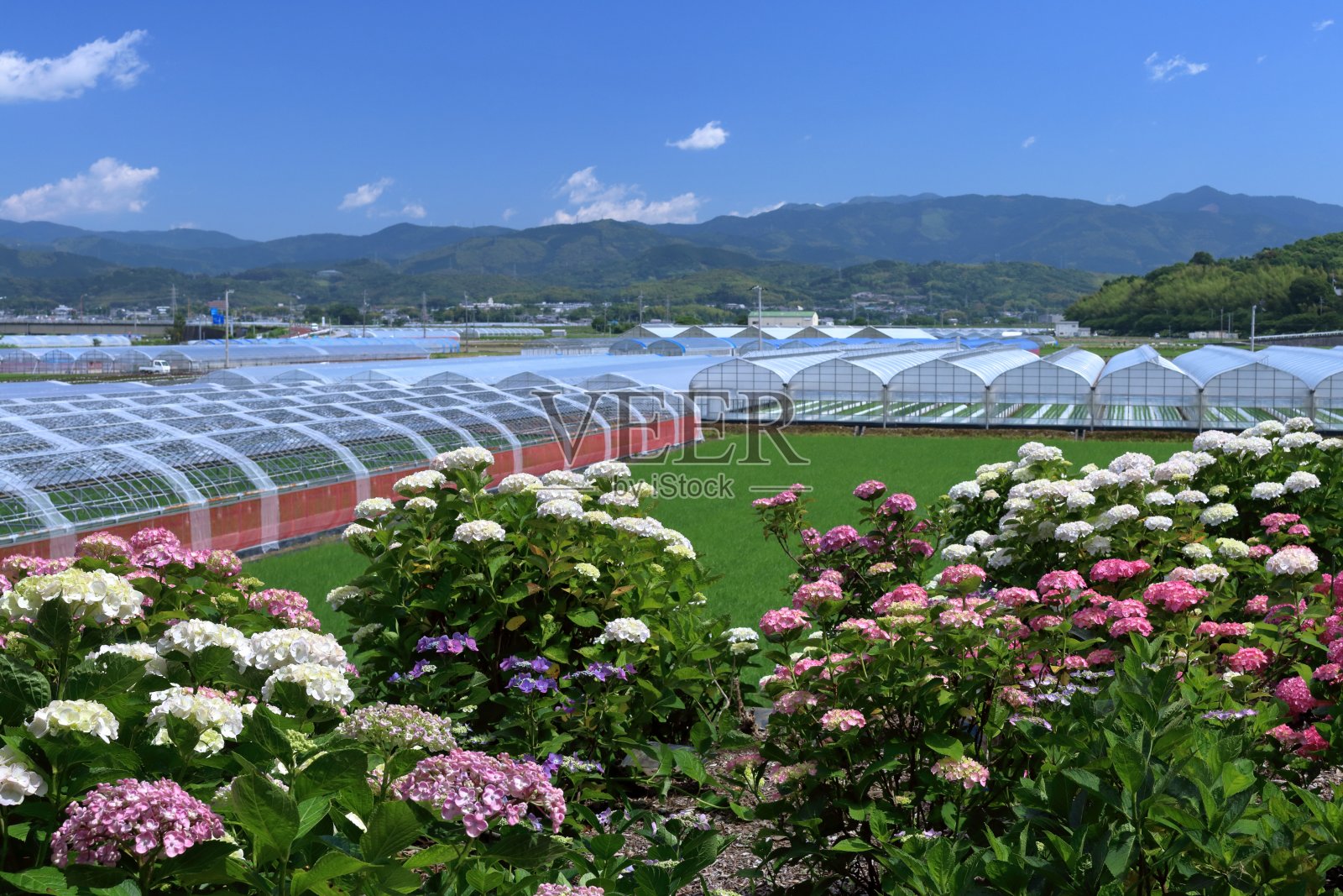 从野市绣球花路眺望雨季间歇（日本高知县香南市）照片摄影图片