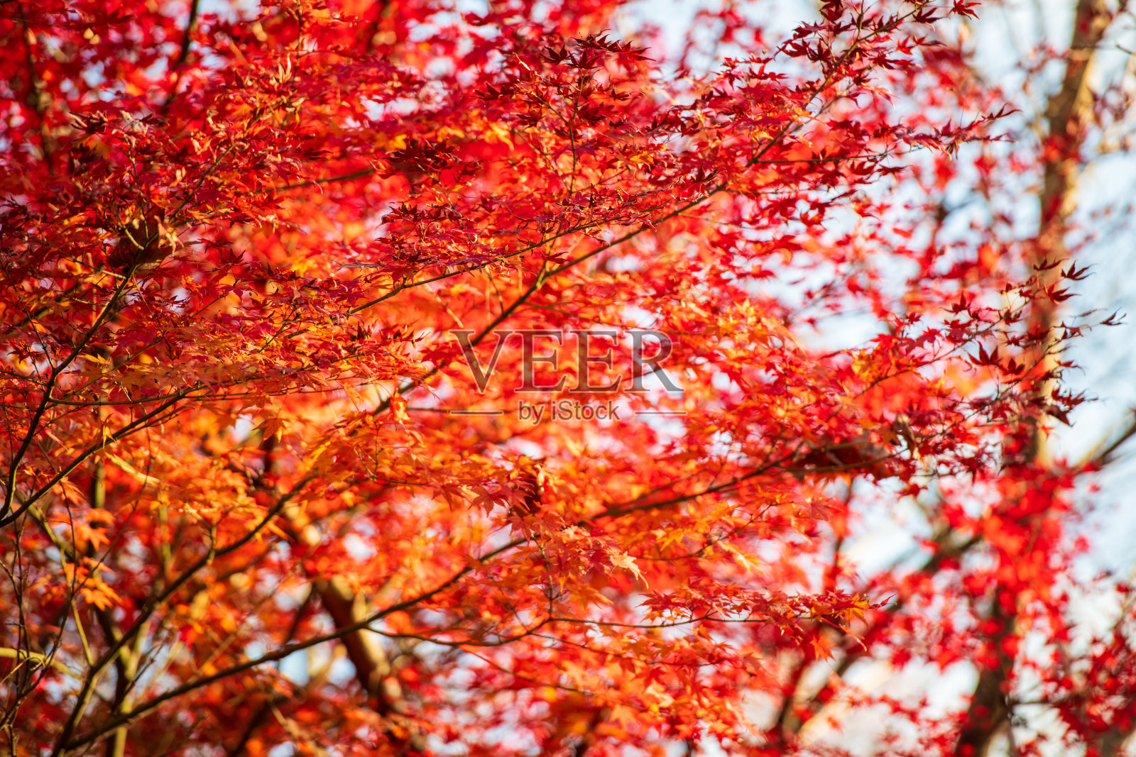 美丽的枫叶路在秋天染成红色照片摄影图片