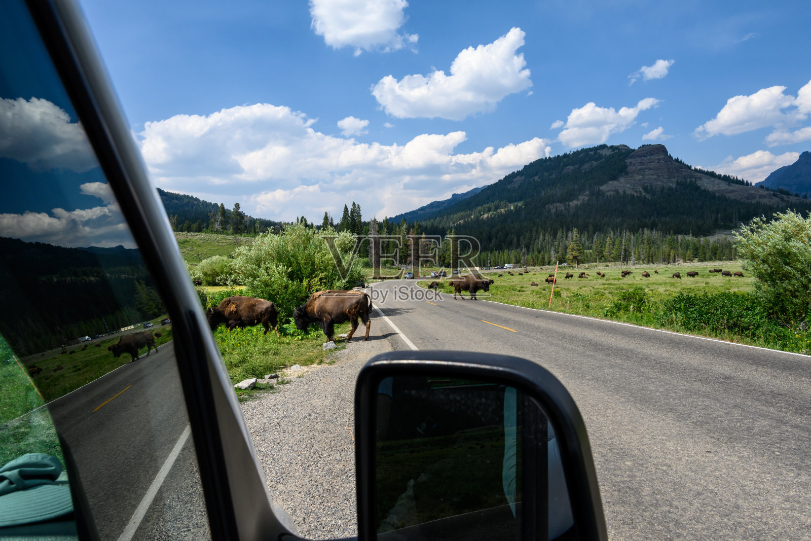 在美国黄石国家公园的Soda Butte地区，一只美洲野牛在车流中行走照片摄影图片