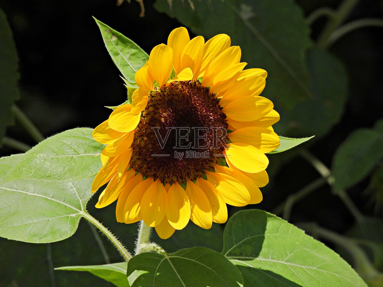 向日葵(向日葵属)一朵花照片摄影图片