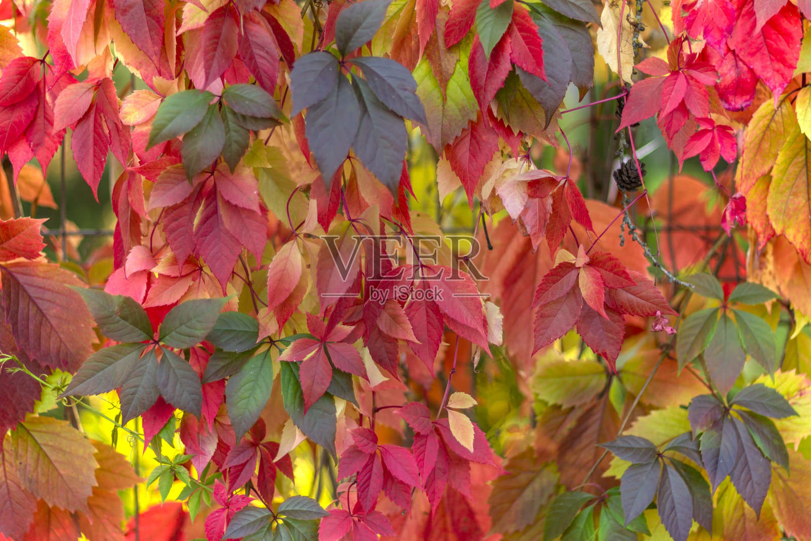 美丽的锯齿状红色叶子的山楂在印度的夏天。照片摄影图片