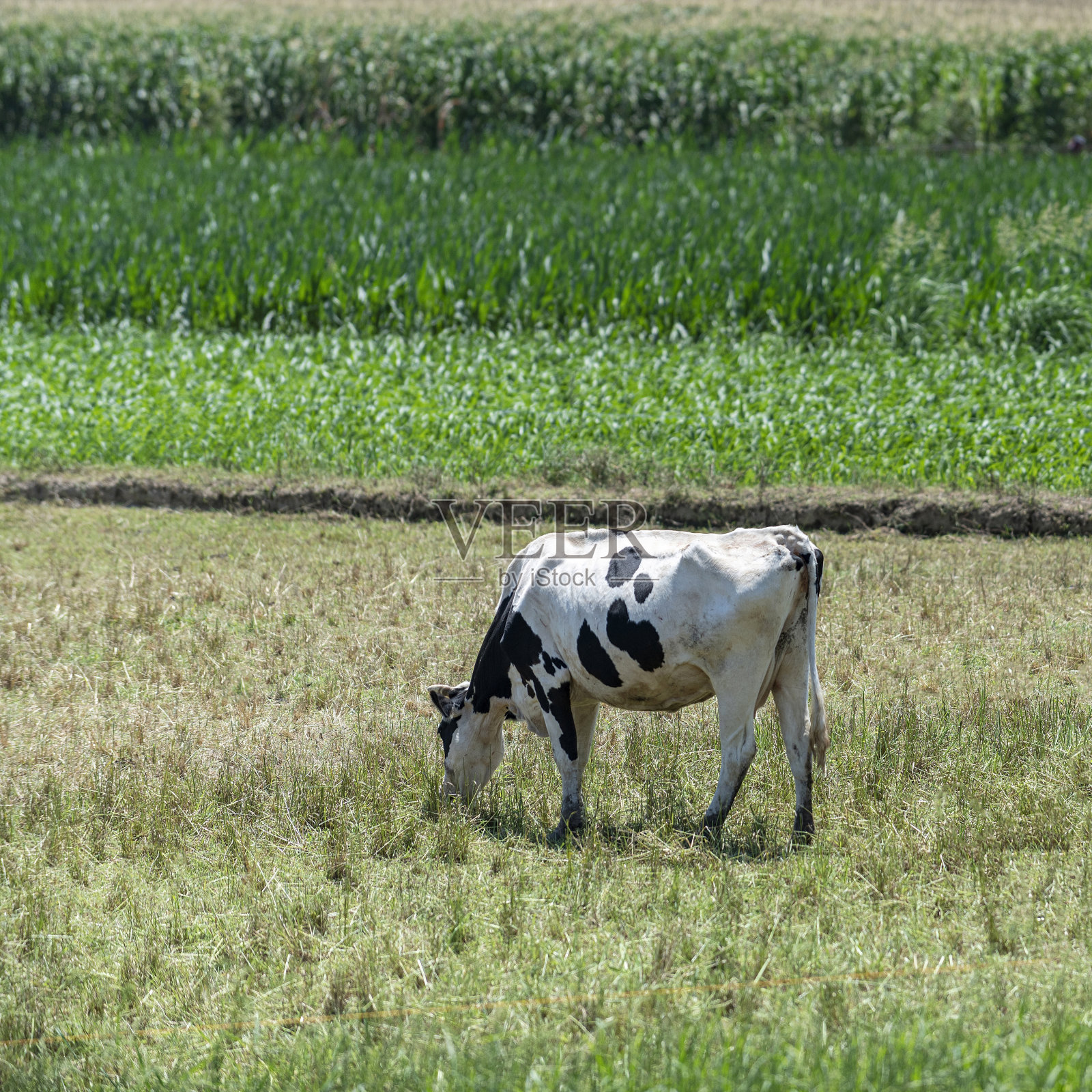 一头牛在吃草照片摄影图片