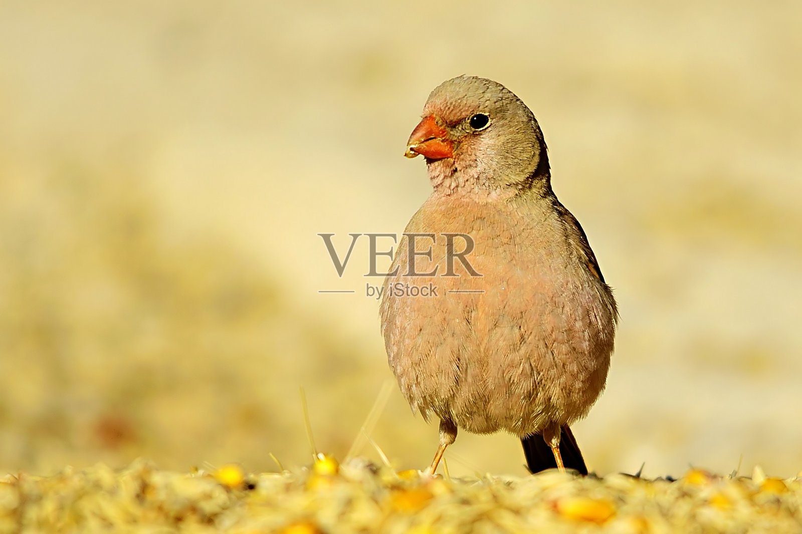 格拉尼沃拉鸟，在它的环境中。照片摄影图片