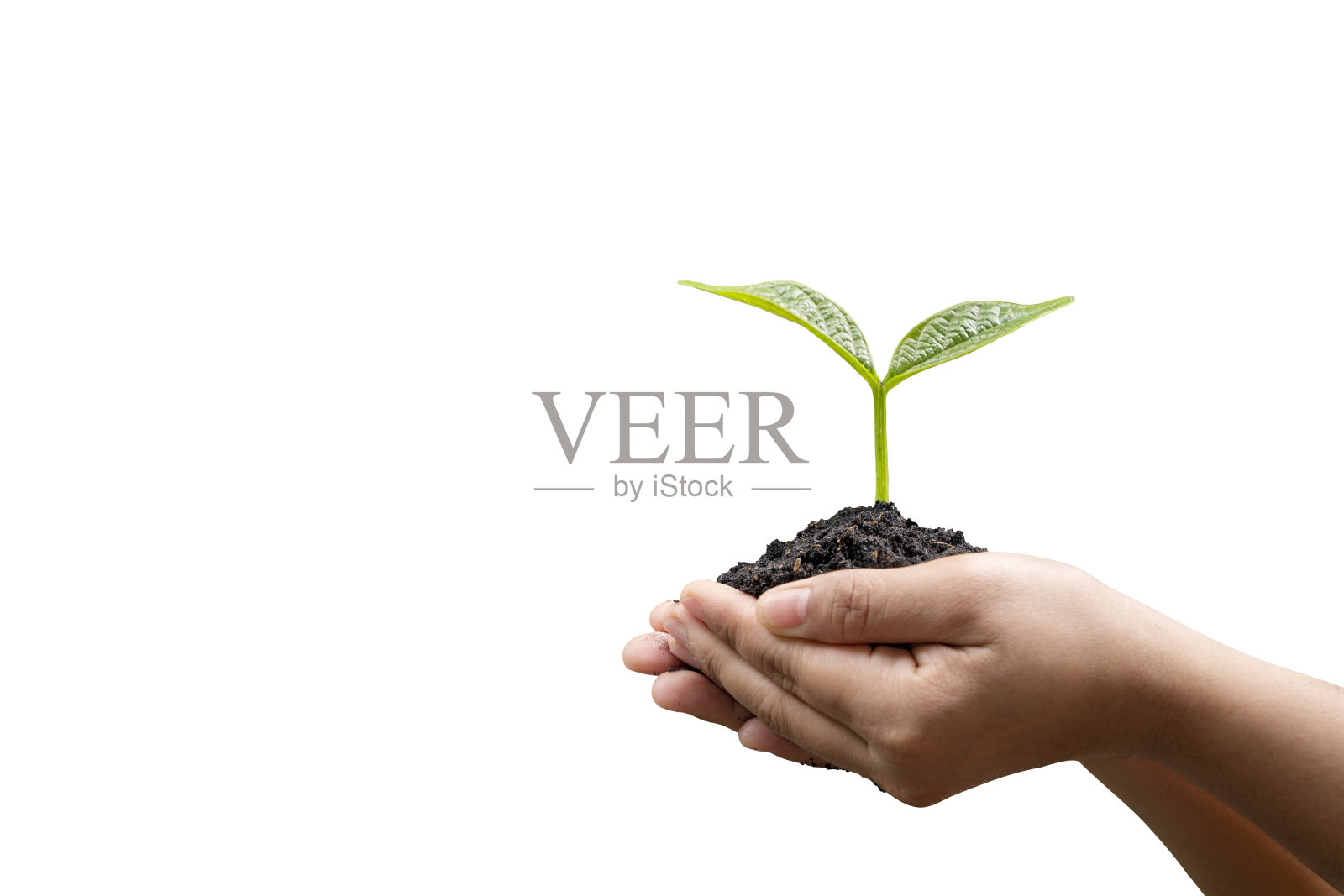 手持年轻的植物隔离在白色背景与修剪路径。照片摄影图片