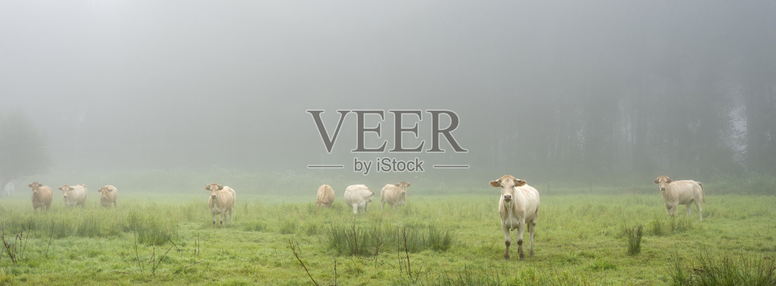 法国北部塞纳河附近雾蒙蒙的清晨草地上，一头金发的达奎坦奶牛照片摄影图片