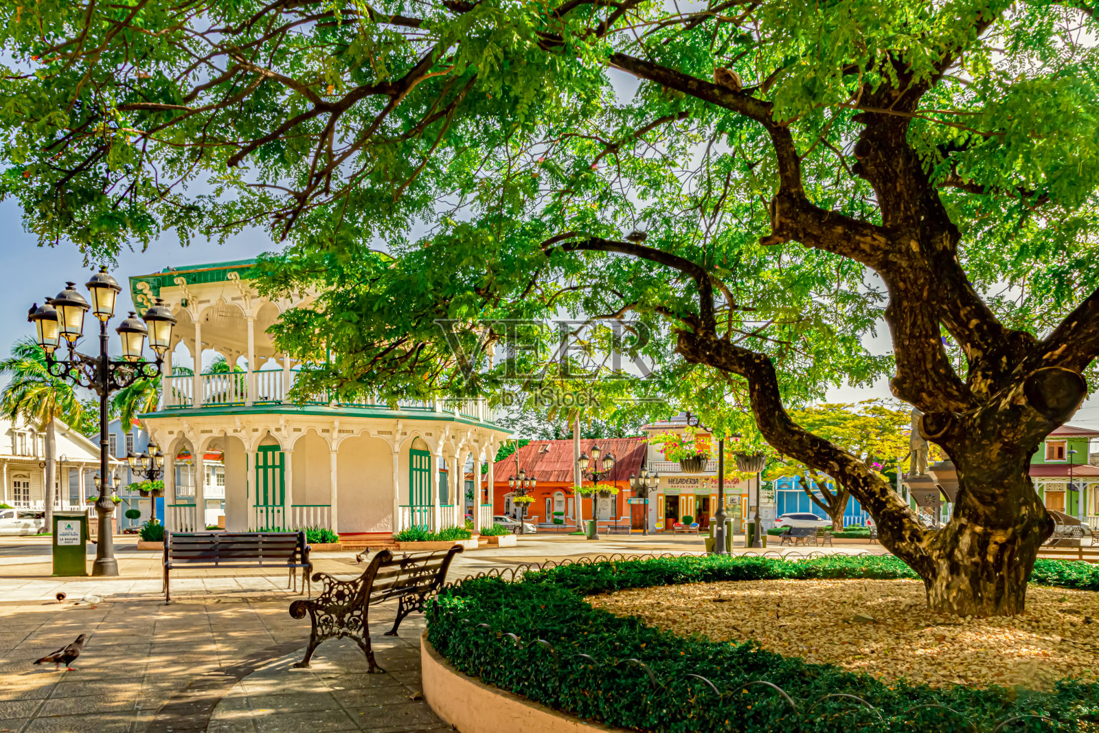 普拉塔港中央公园的大树，独立广场，独立广场照片摄影图片