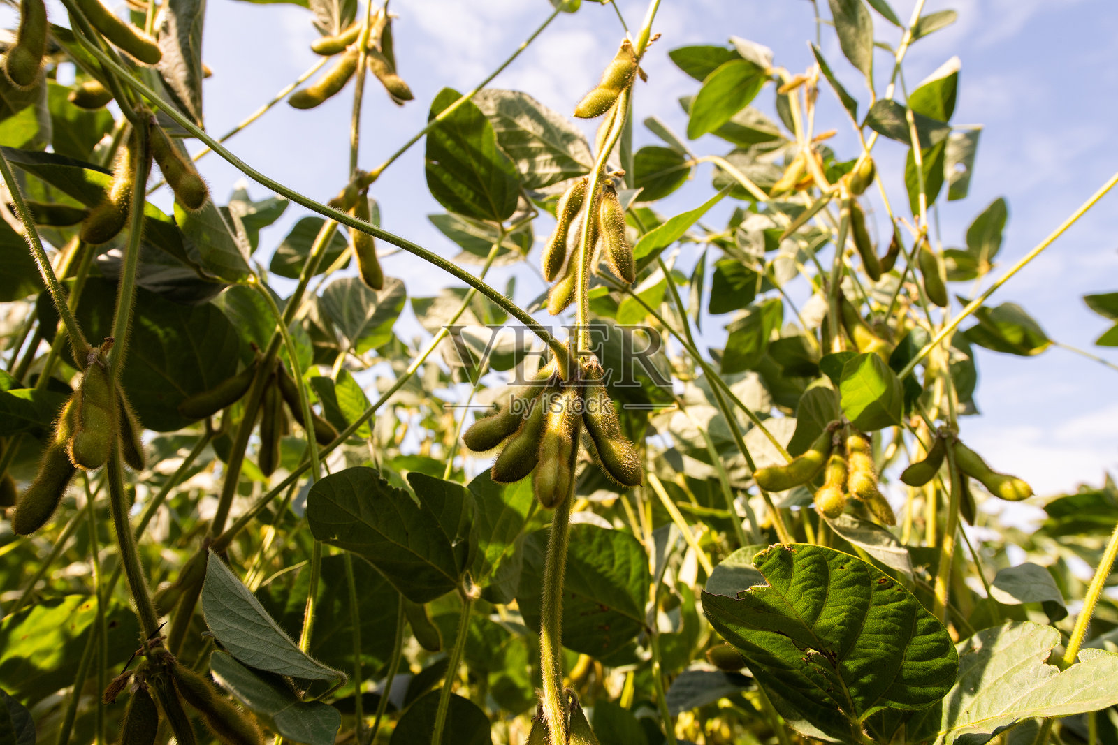 田地里大豆的特写镜头照片摄影图片
