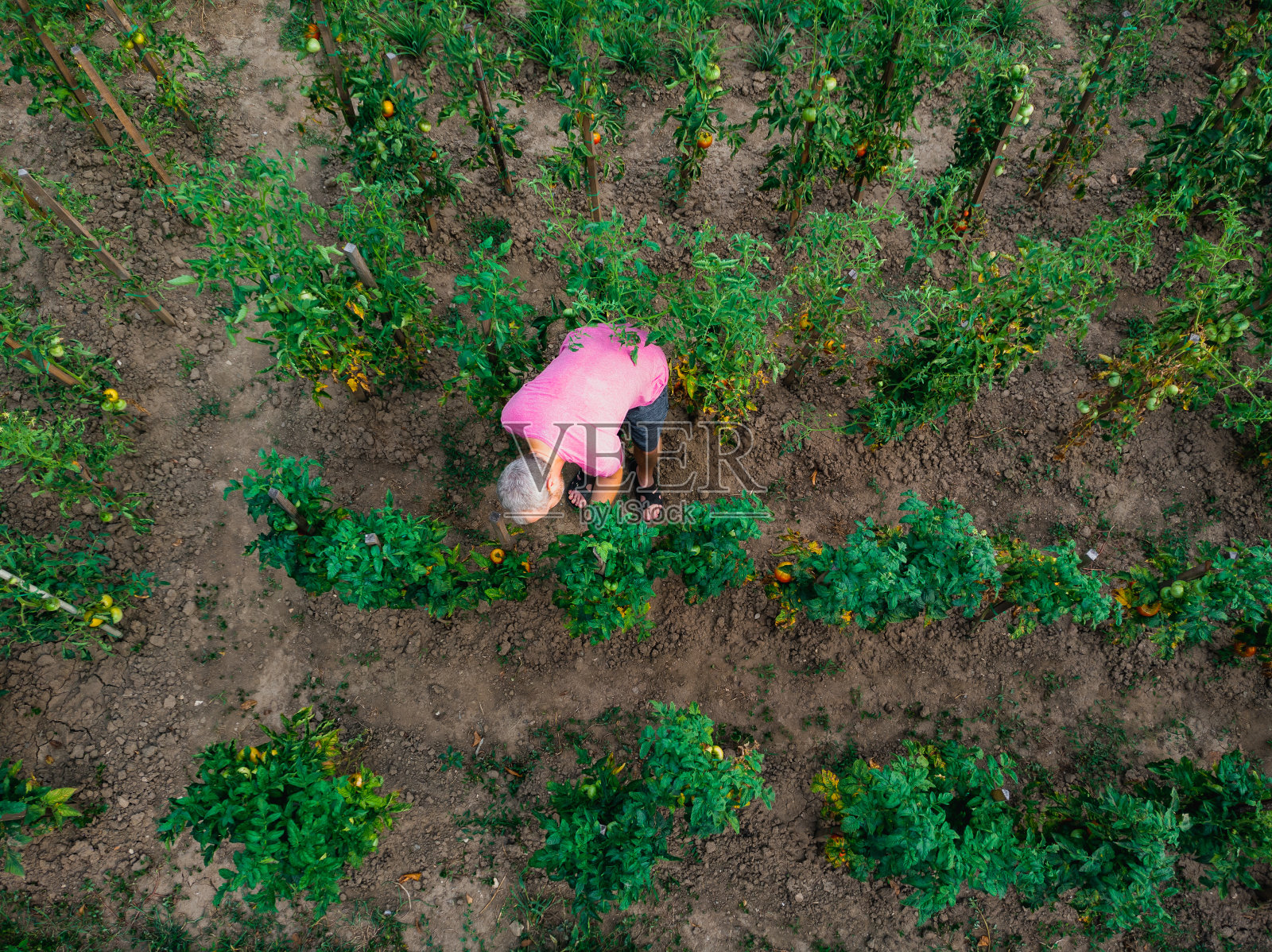 鸟瞰图的人在蔬菜园工作照片摄影图片