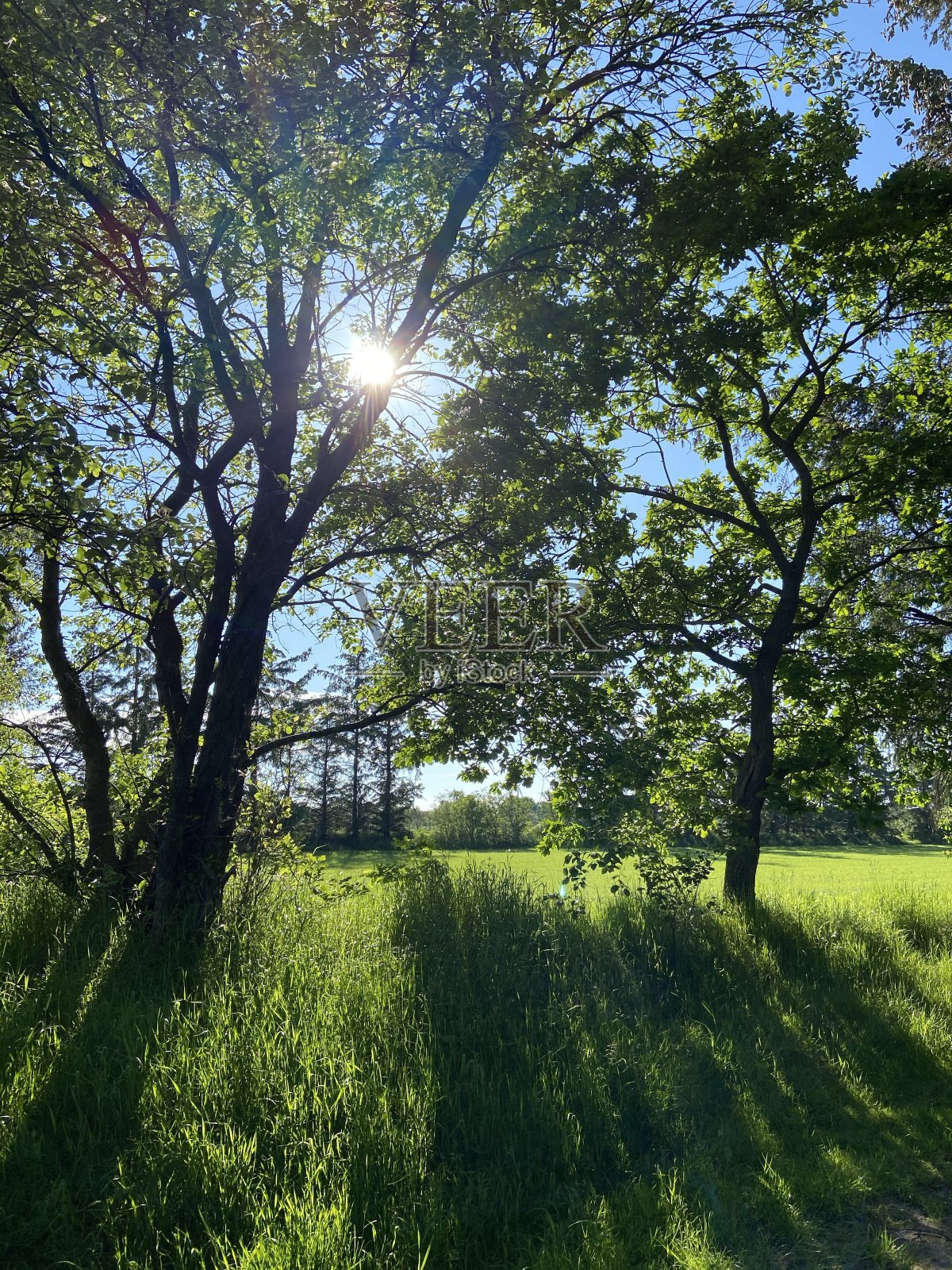 绿色无处不在照片摄影图片